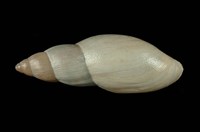 藏品(玫瑰蝸牛)的圖片